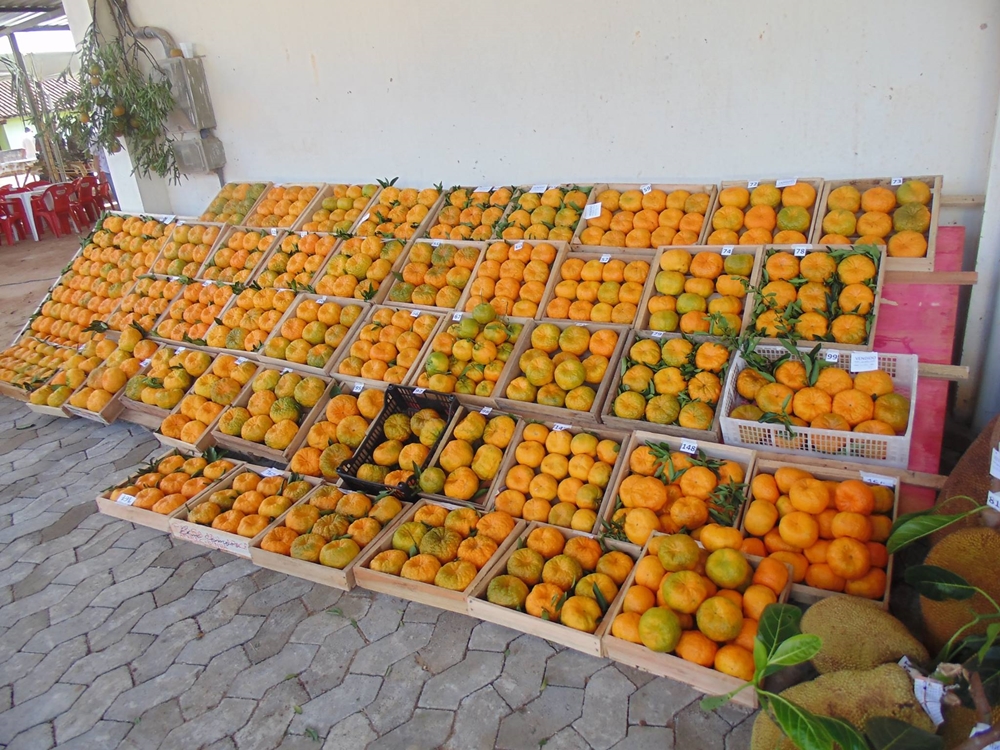 Os Santannas fecha em grande estilo a 49ª Festa da Fruta na comunidade de Santa Luzia