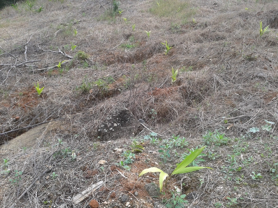 Agricultura realiza visita nas plantações dos produtores rurais que receberam as mudas do projeto palmito pupunha