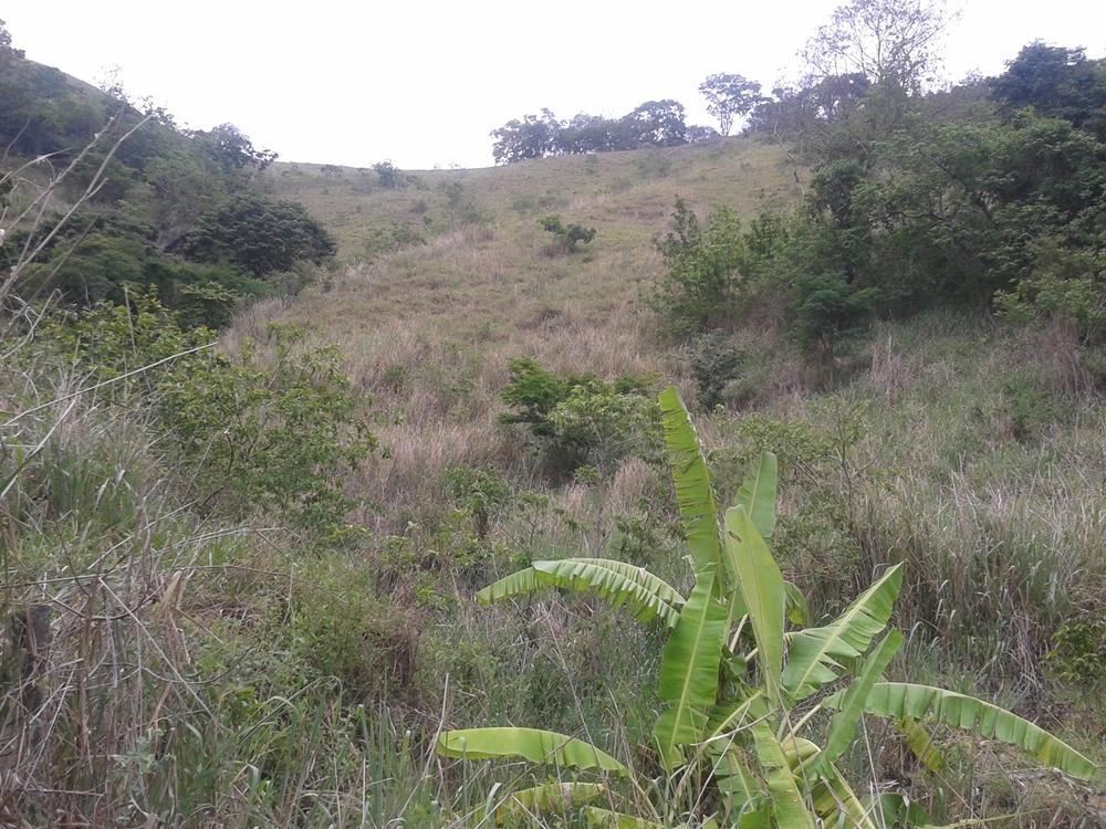 São José da Bela Vista dará início ao projeto de reflorestamento de nascentes em áreas degradadas na agricultura