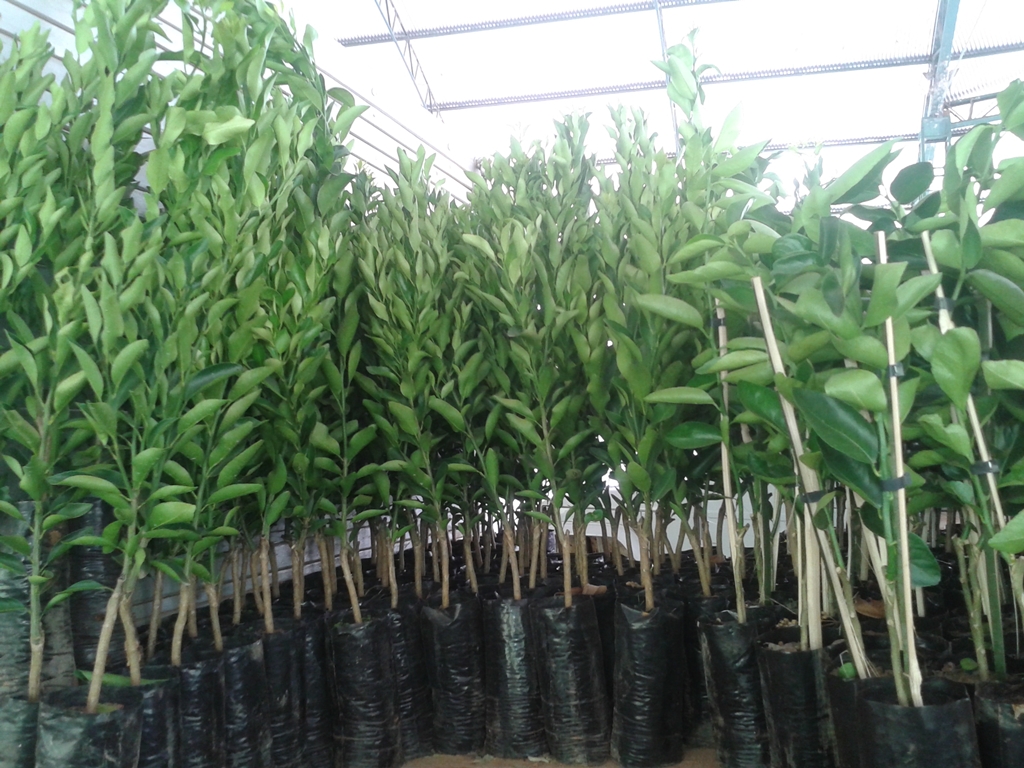 Produtores rurais receberam aquisição de 1000 mil mudas de várias espécies de plantas frutíferas em parceria com a SMAMA