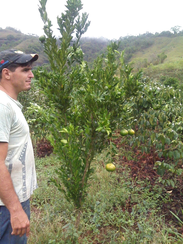Projeto de pesquisa do Incaper: Novas variedades de tangerina fora de época no município